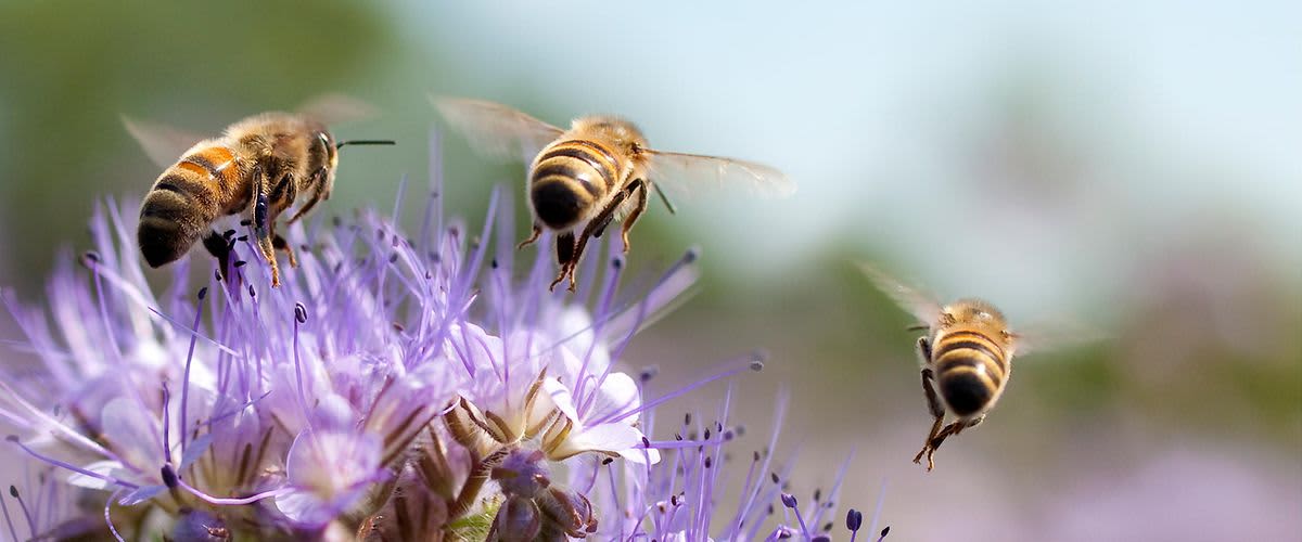 Bienen