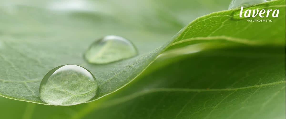 lavera macht sich für den Klimaschutz durch Wiederaufforstung stark – und Du kannst ganz einfach dabei helfen.