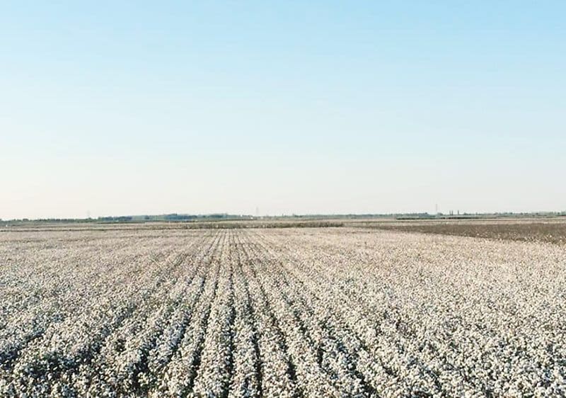 Baumwollfeld