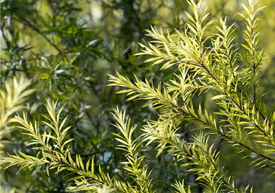 Teebaumöl stammt aus Australien