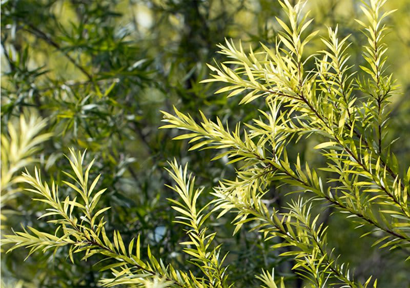 Teebaumöl stammt aus Australien