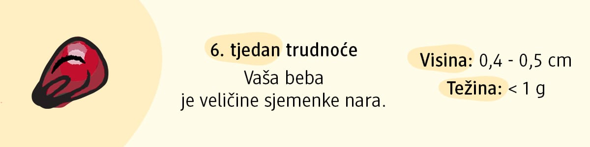 6. tjedan trudnoće