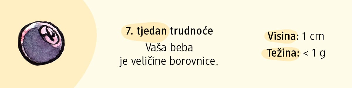 7. tjedan trudnoće