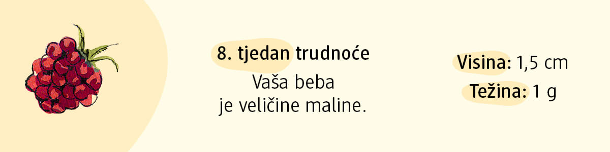 8. tjedan trudnoće