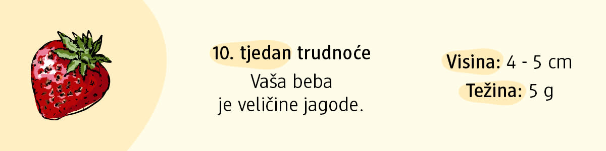 10. tjedan trudnoće