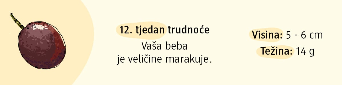 12. tjedan trudnoće