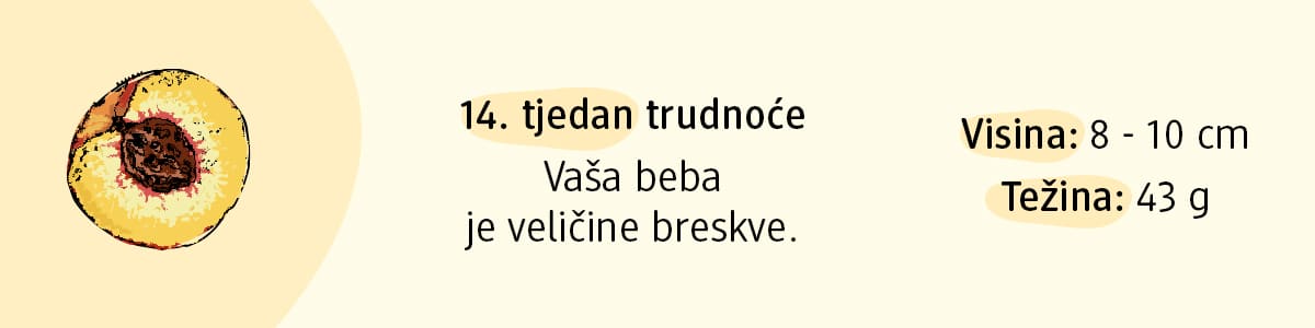 14. tjedan trudnoće