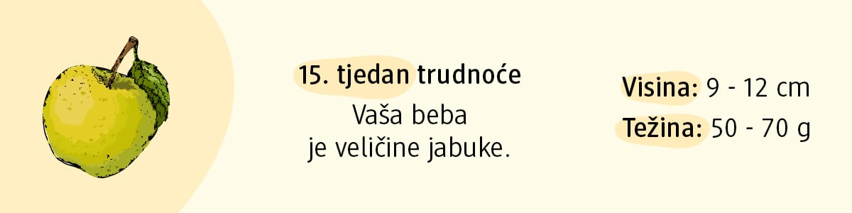 15. tjedan trudnoće