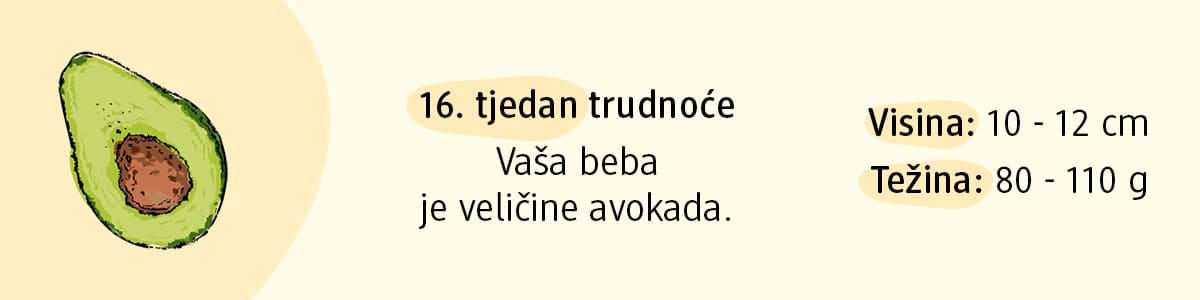 16. tjedan trudnoće