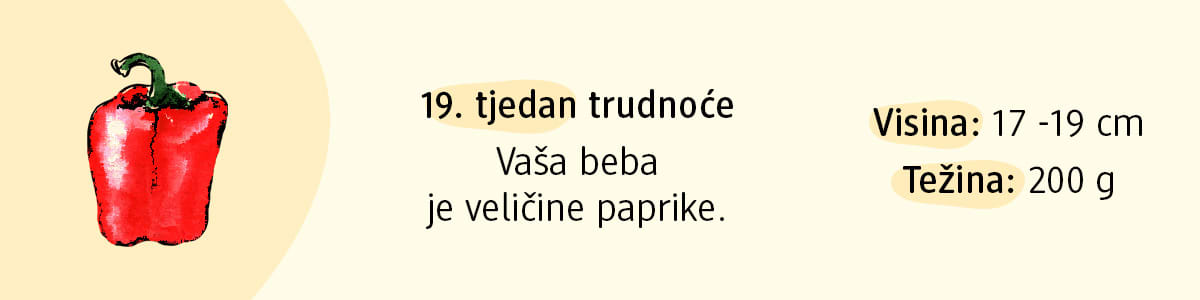 19. tjedan trudnoće