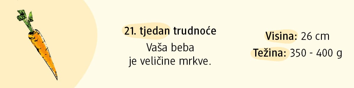 21. tjedan trudnoće