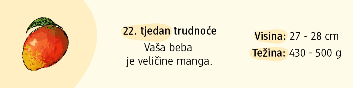 22. tjedan trudnoće