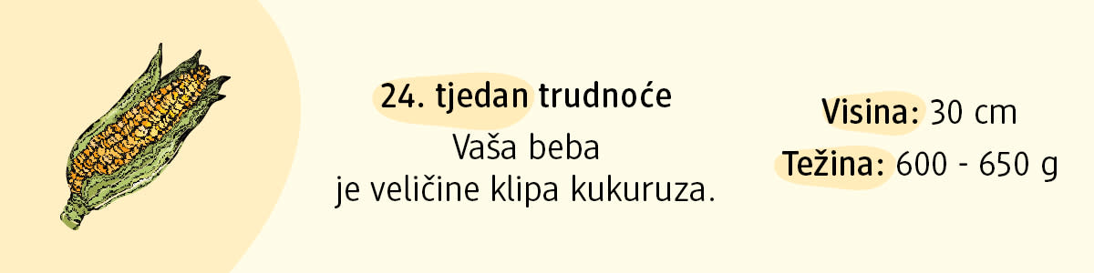 24. tjedan trudnoće