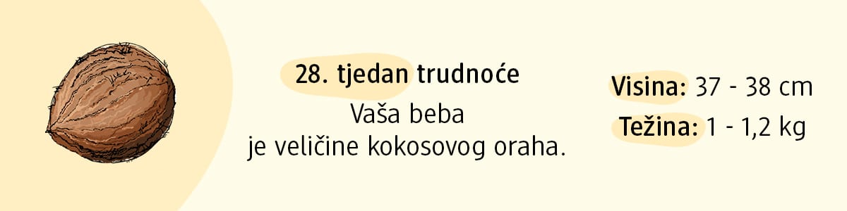 28. tjedan trudnoće