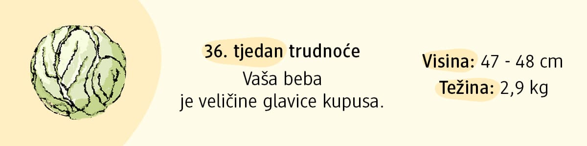 36. tjedan trudnoće