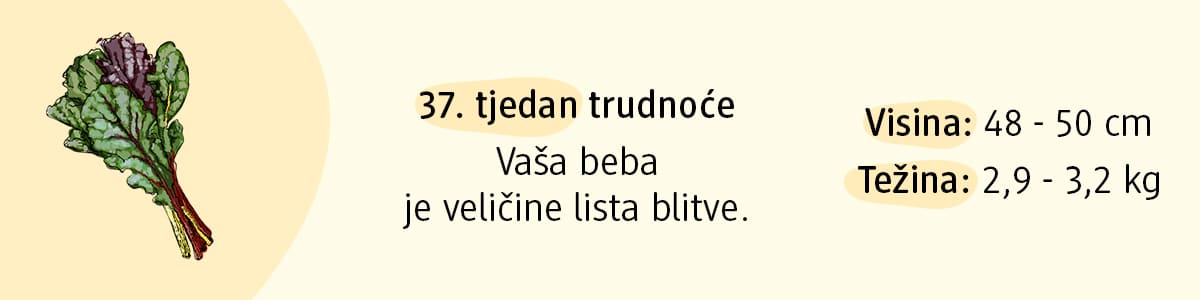 37. tjedan trudnoće