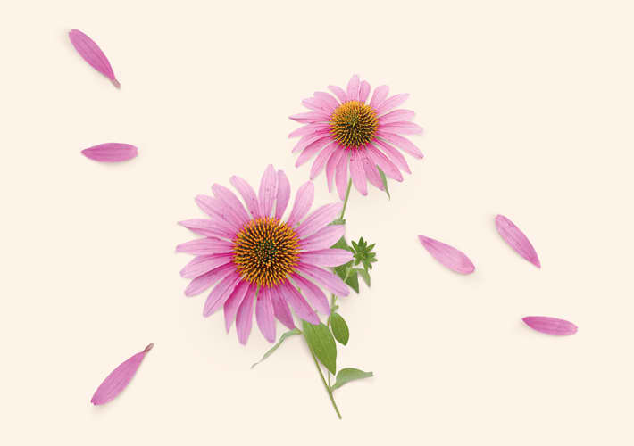 EHINACEA (Echinacea)