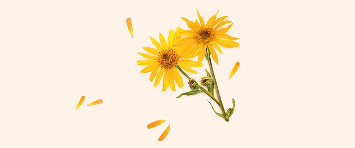 arnika (Arnica montana)