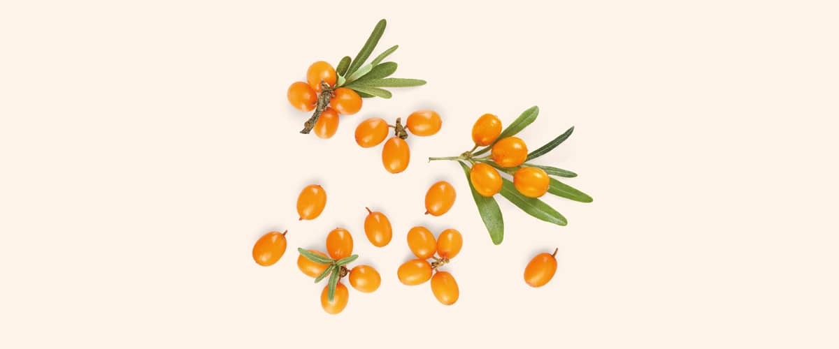 PASJI TRN (Hippophae rhamnoides)