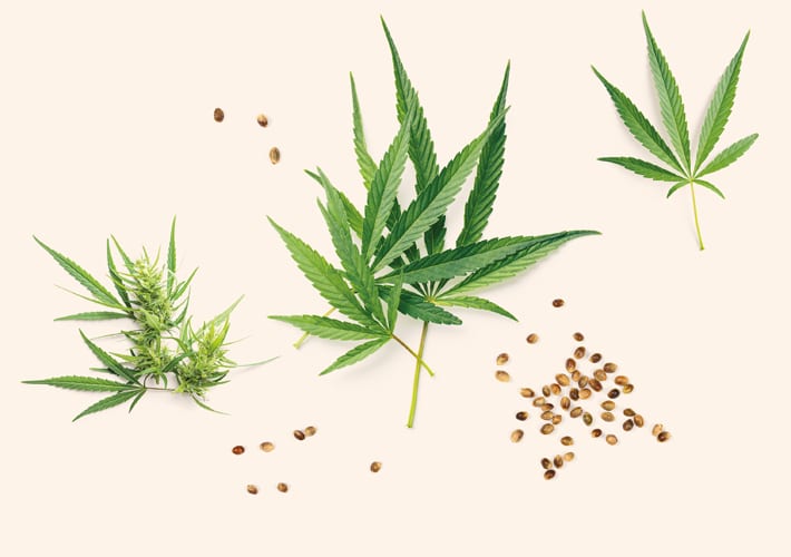 KONOPLJA (Cannabis)