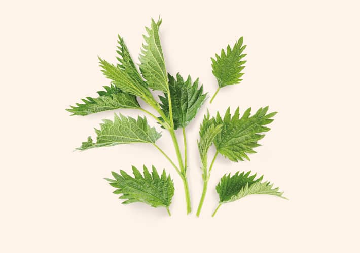 KOPRIVA (Urtica)