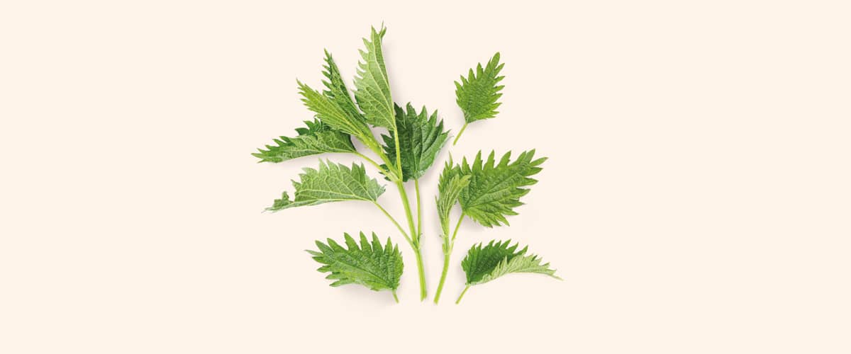 KOPRIVA (Urtica)