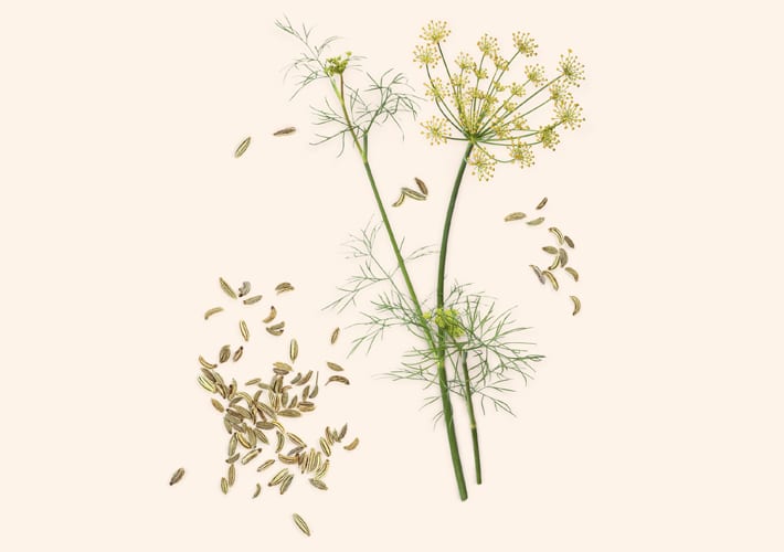 KOMORAČ (Foeniculum vulgare)