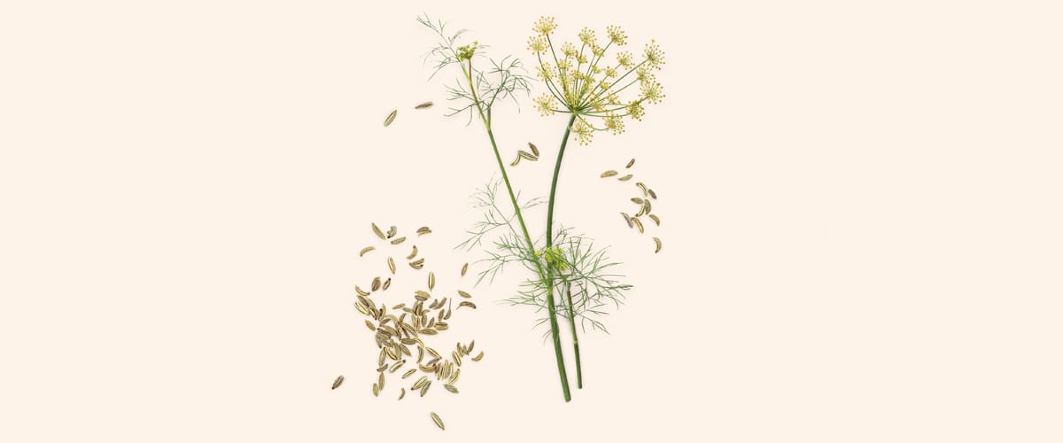 KOMORAČ (Foeniculum vulgare)
