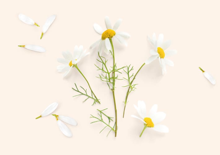 KAMILICA (Matricaria chamomilla)