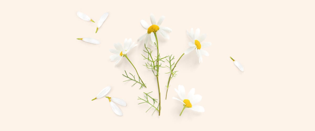KAMILICA (Matricaria chamomilla)