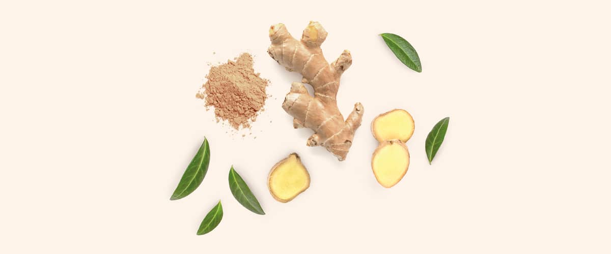 ĐUMBIR (Zingiber officinale)