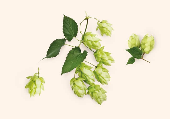 HMELJ (Humulus)