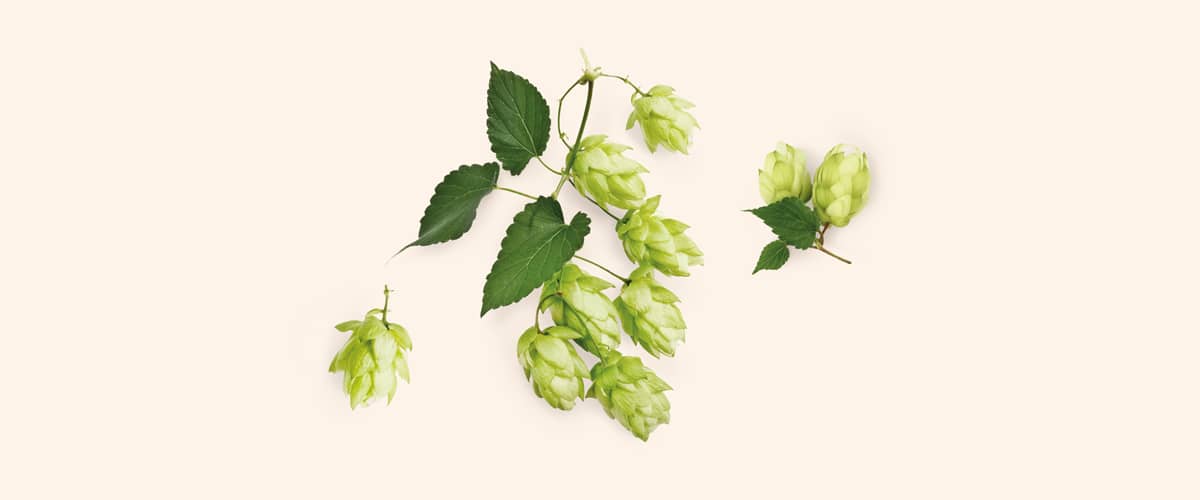 HMELJ (Humulus)