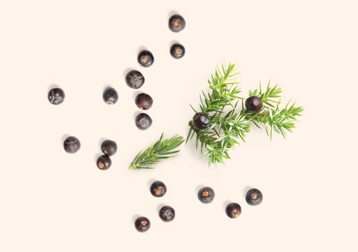 BOROVICA (Juniperus)