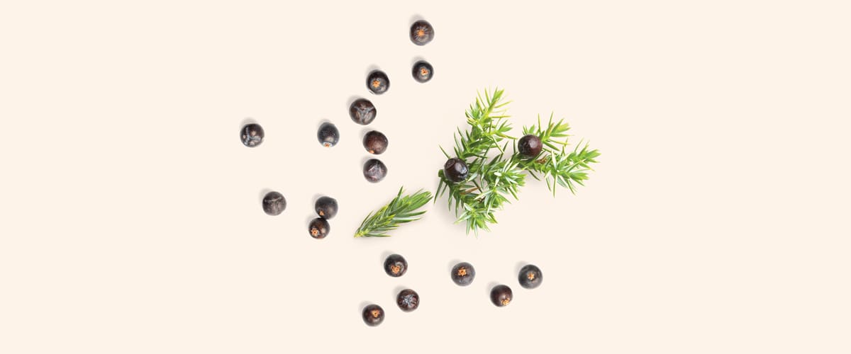 BOROVICA (Juniperus)