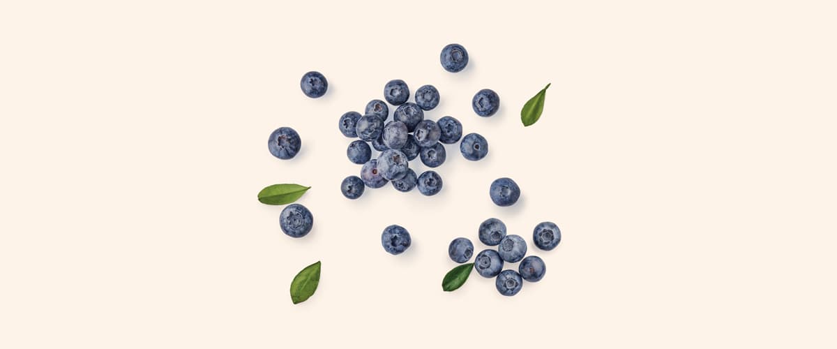 BOROVNICA (Vaccinium myrtillus)