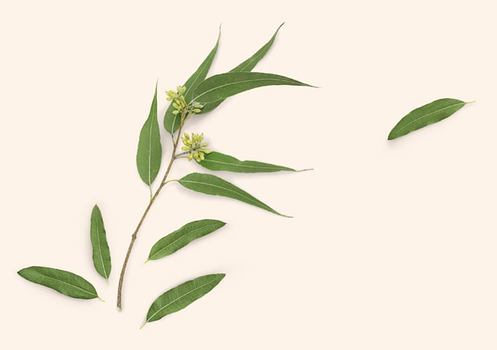 EUKALIPTUS (Eucalyptus Globulus) - plavi eukaliptus