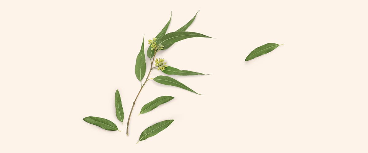 EUKALIPTUS (Eucalyptus Globulus) - plavi eukaliptus