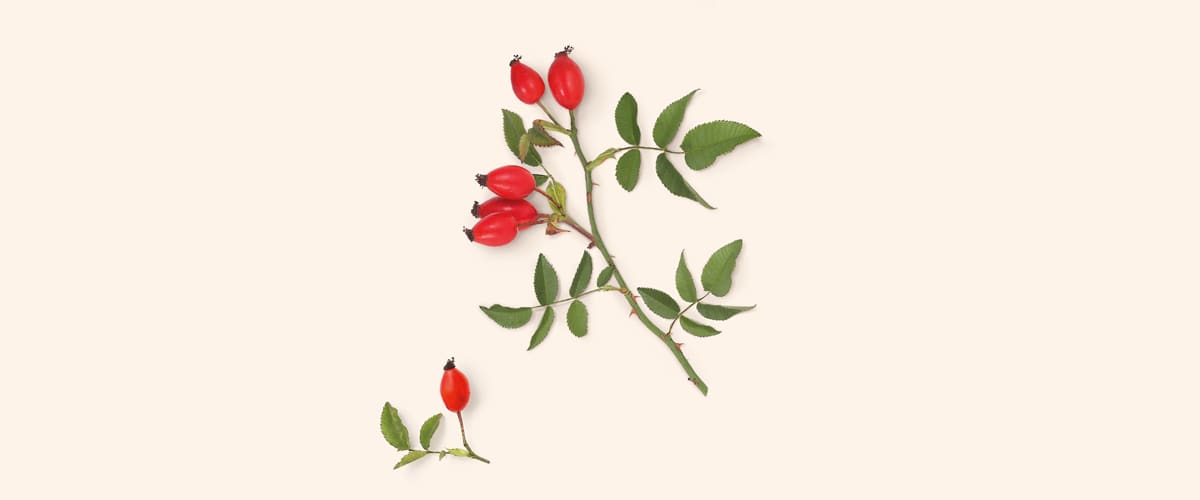 ŠIPAK (Rosa canina)