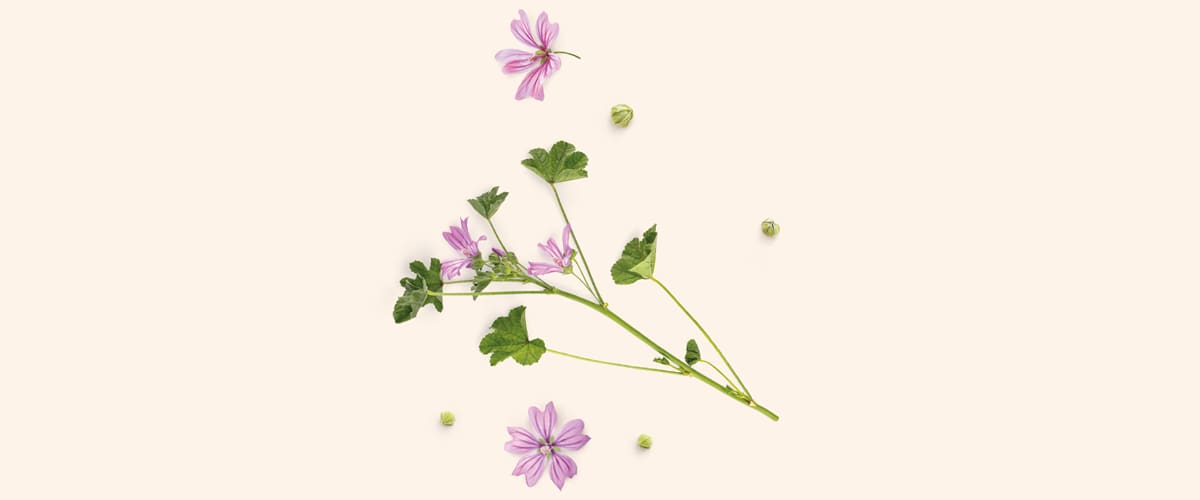 SLJEZ (Malva sylvestris)