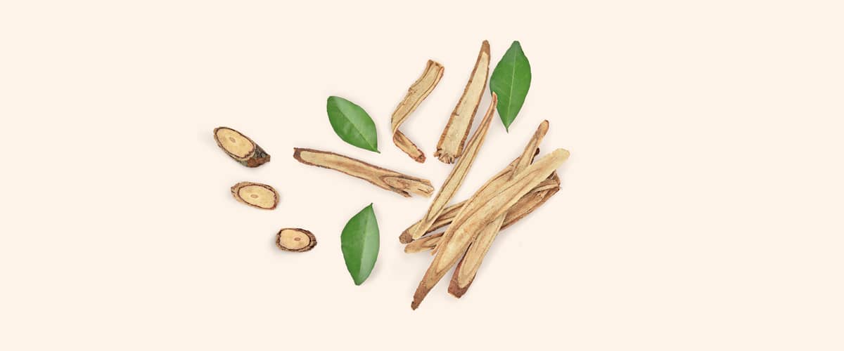 KORIJEN SLADIĆA (Glycyrrhiza glabra)