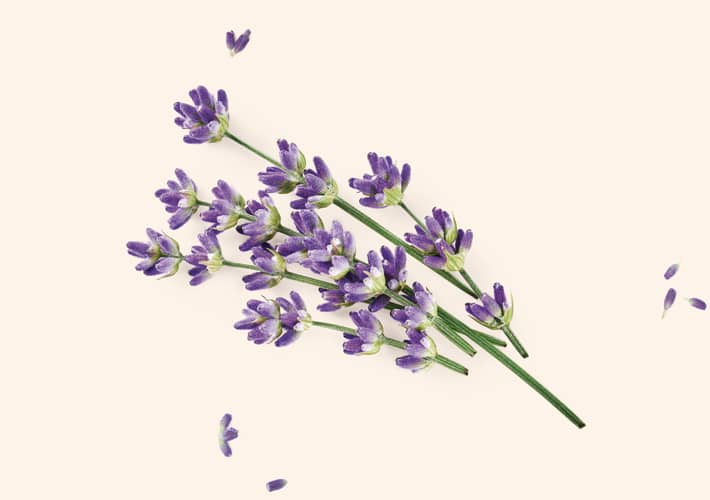 LAVANDA (Lavendula angustifolia)