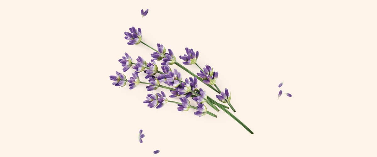 LAVANDA (Lavendula angustifolia)