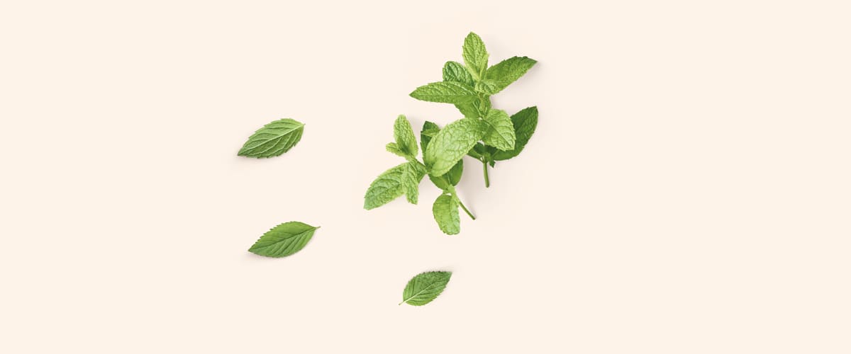 PAPRENA METVICA (Mentha piperita)