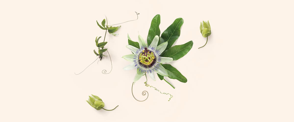 PASIFLORA (Passiflora)