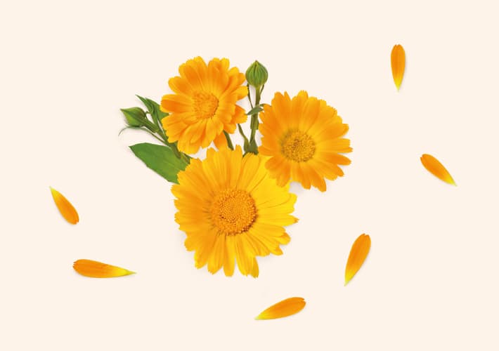 NEVEN (Calendula officinalis)