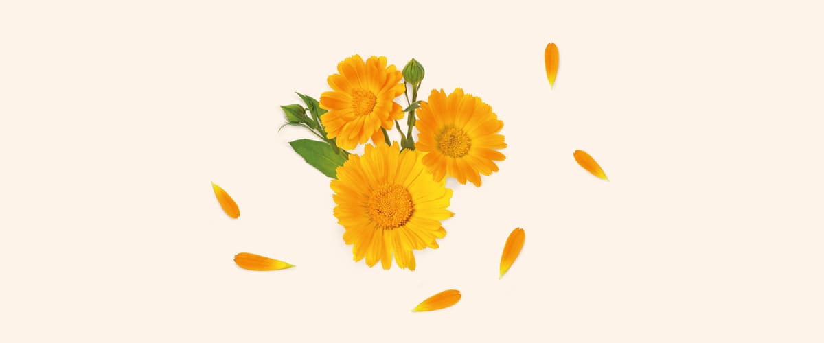 NEVEN (Calendula officinalis)
