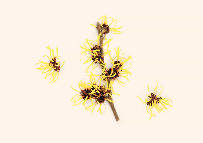 HAMAMELIS - VJEŠTIČINA LIJESKA (Hamamelis)