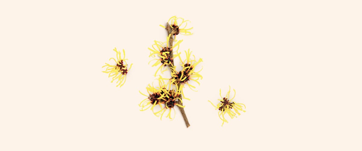 HAMAMELIS - VJEŠTIČINA LIJESKA (Hamamelis)