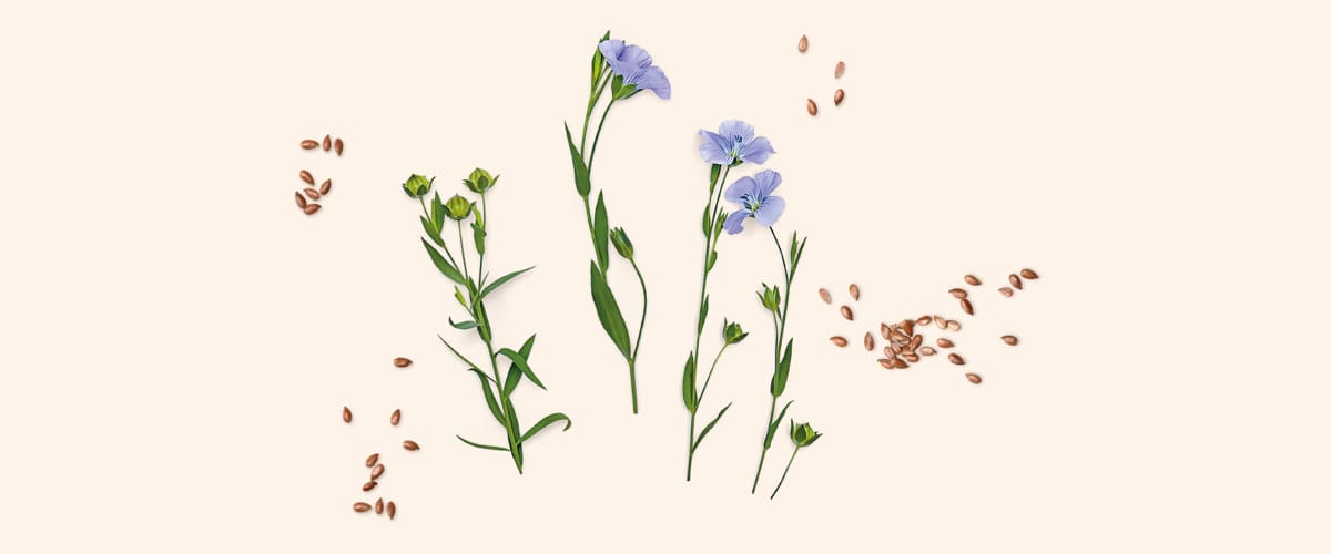 SJEMENKE LANA (Linum usitatissimum)
